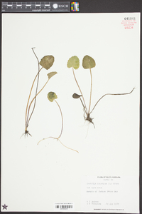 Centella asiatica image