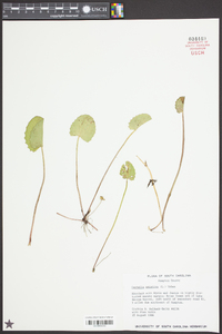 Centella asiatica image