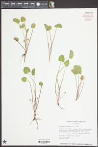 Centella asiatica image