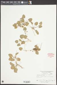 Centella asiatica image