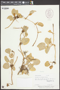 Centella asiatica image