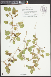 Centella asiatica image