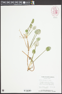 Centella asiatica image