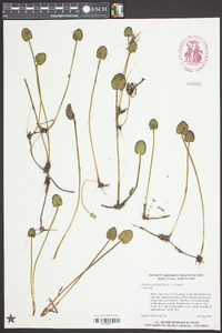 Centella erecta image