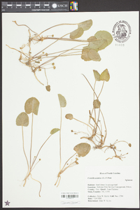 Centella asiatica image