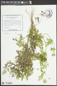 Chaerophyllum tainturieri var. tainturieri image