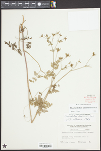 Chaerophyllum tainturieri var. dasycarpum image