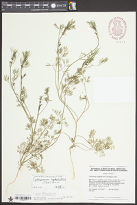 Cyclospermum leptophyllum image