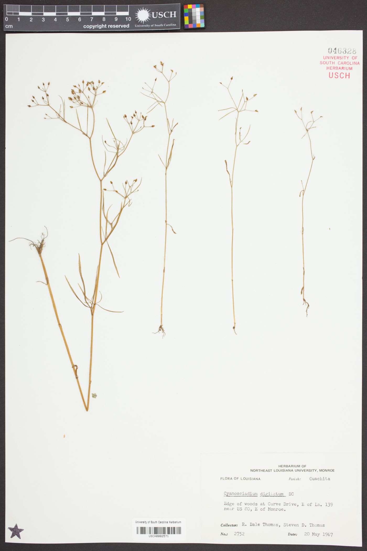 Cynosciadium image