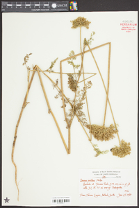 Daucus pusillus image