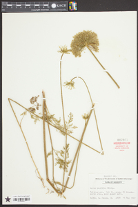 Daucus pusillus image