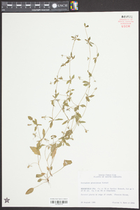 Eryngium prostratum image