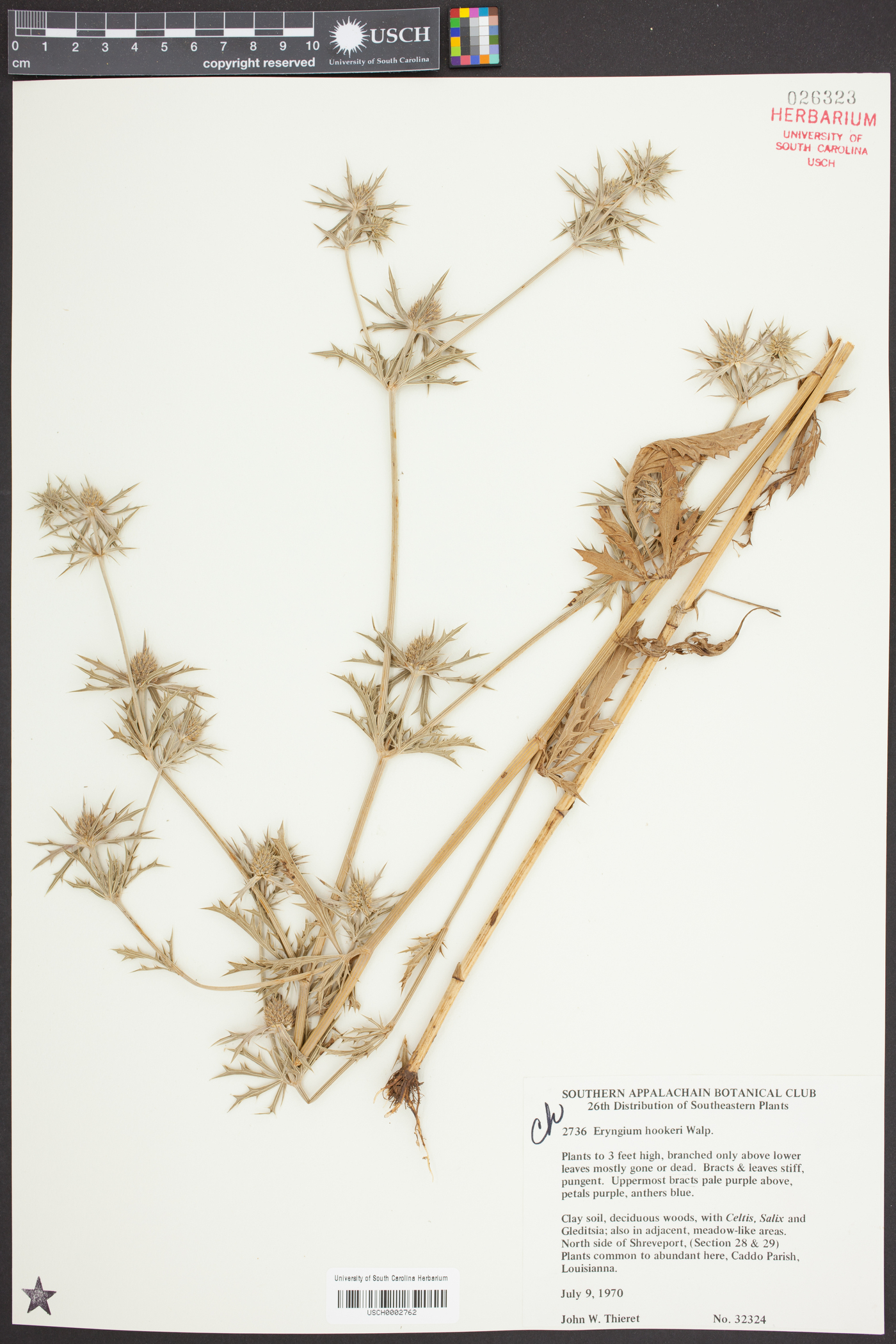 Eryngium hookeri image