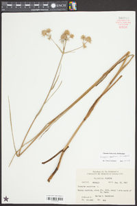 Eryngium aquaticum var. ravenelii image