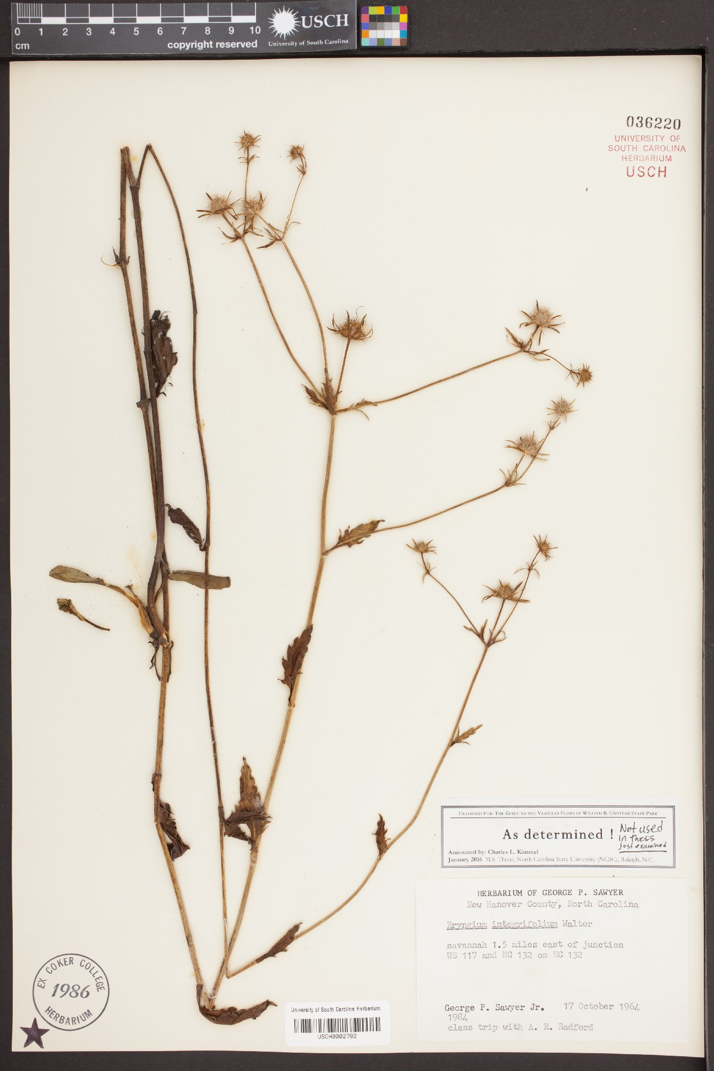 Eryngium integrifolium image