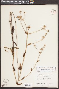 Eryngium integrifolium image