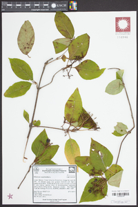 Viburnum cassinoides image