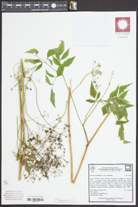 Falcaria vulgaris image