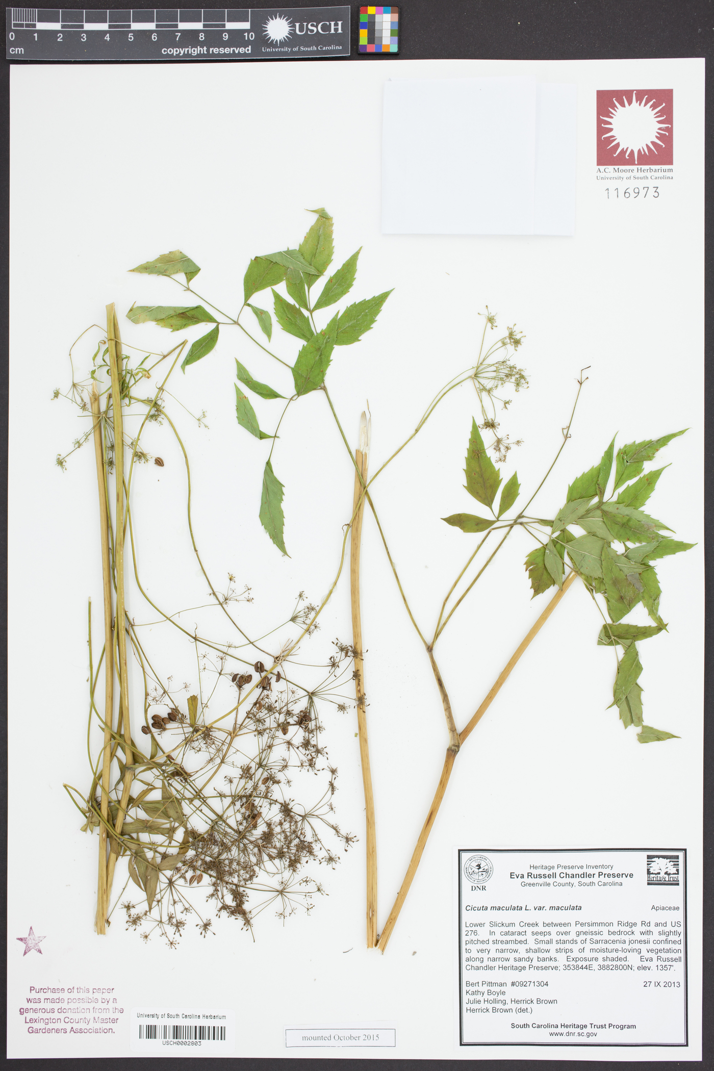 Falcaria vulgaris image