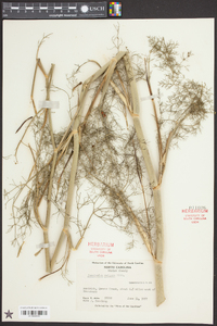 Foeniculum vulgare image