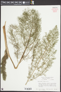 Foeniculum vulgare image