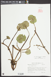 Hydrocotyle ranunculoides image