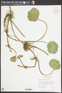 Hydrocotyle ranunculoides image