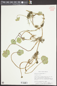 Hydrocotyle ranunculoides image