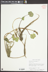 Hydrocotyle ranunculoides image