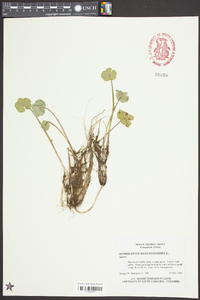 Hydrocotyle ranunculoides image