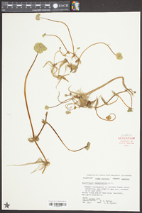 Hydrocotyle ranunculoides image