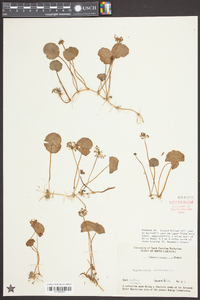 Hydrocotyle umbellata image