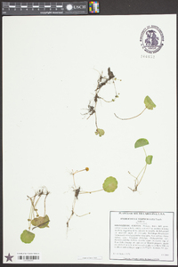 Hydrocotyle verticillata image