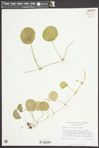 Hydrocotyle verticillata image