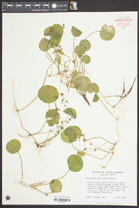 Hydrocotyle verticillata image