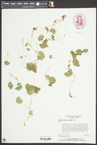 Hydrocotyle americana image