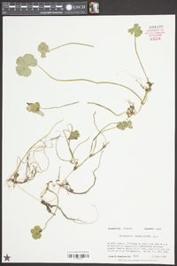 Hydrocotyle ranunculoides image