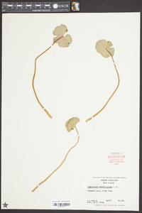 Hydrocotyle ranunculoides image