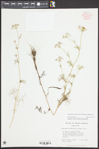 Ptilimnium capillaceum image