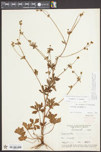 Sanicula canadensis var. canadensis image