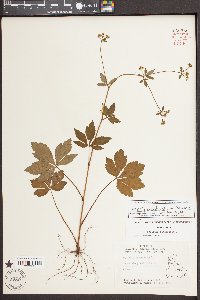 Sanicula canadensis var. canadensis image