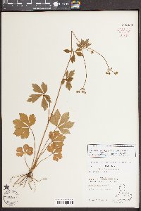 Sanicula canadensis var. canadensis image