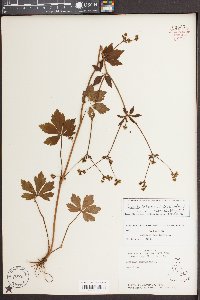 Sanicula canadensis var. canadensis image