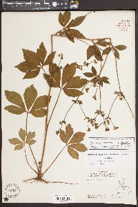 Sanicula canadensis var. canadensis image