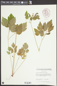 Thaspium barbinode image