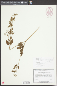 Thaspium barbinode image