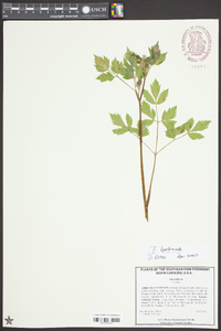 Thaspium barbinode image