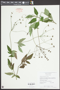 Thaspium trifoliatum image