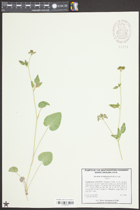 Thaspium trifoliatum image