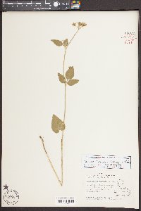 Thaspium trifoliatum image